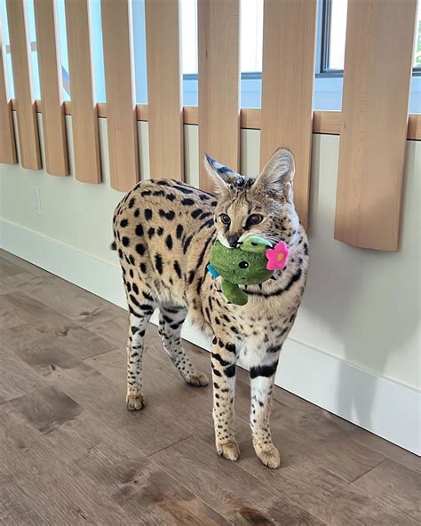 where does chloe the serval cat live|the serval cat.